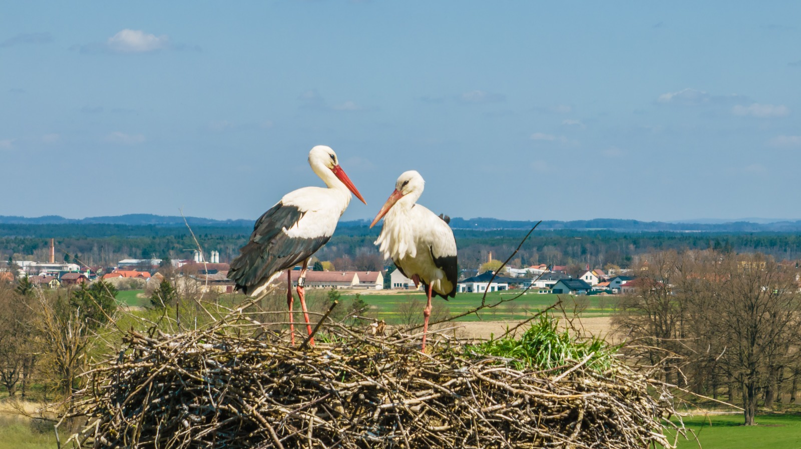Both storks are here!